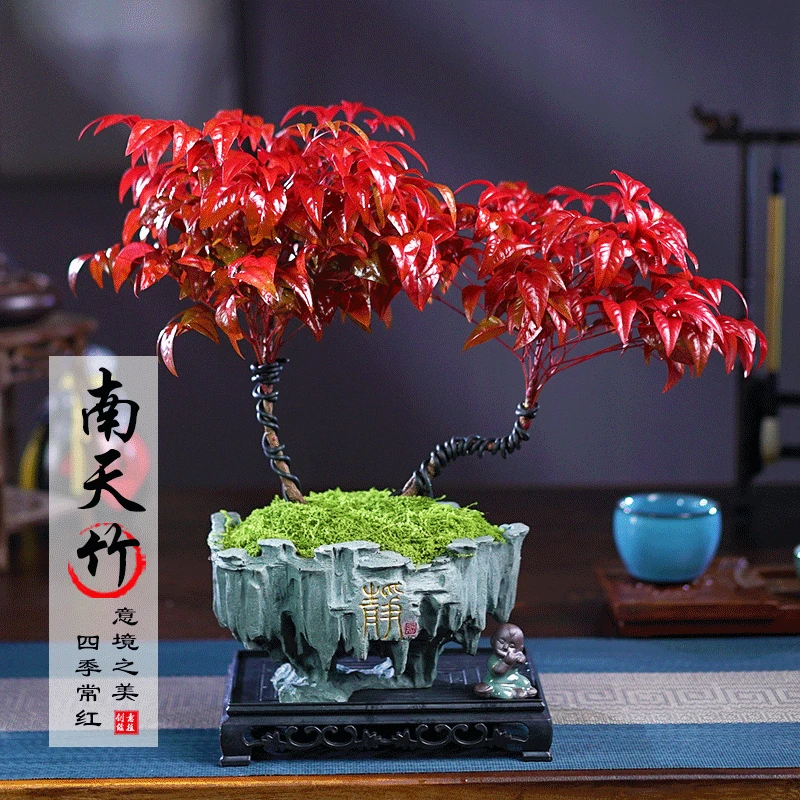 【越冷越红】火焰南天竹植物书房绿植桌面盆栽好养易活禅意创意盆景