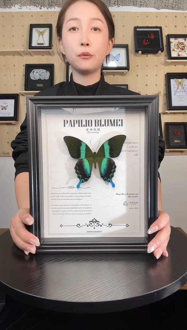 爱神凤蝶（蝴蝶装饰画A4框）