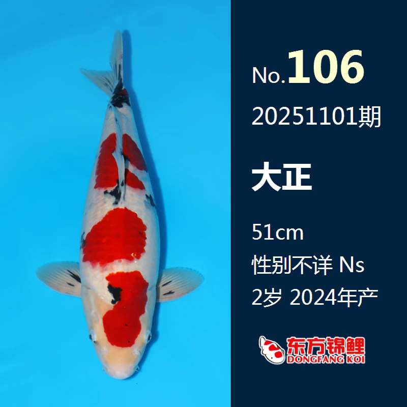 106号 大正51cm2岁 251101期(运费另议)