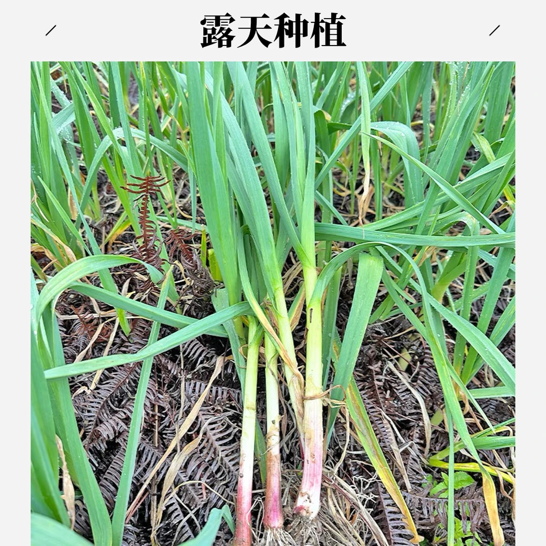 江西本地大蒜苗新鲜红皮蒜苗农家自种大蒜苗叶青蒜苗红根应季蔬菜