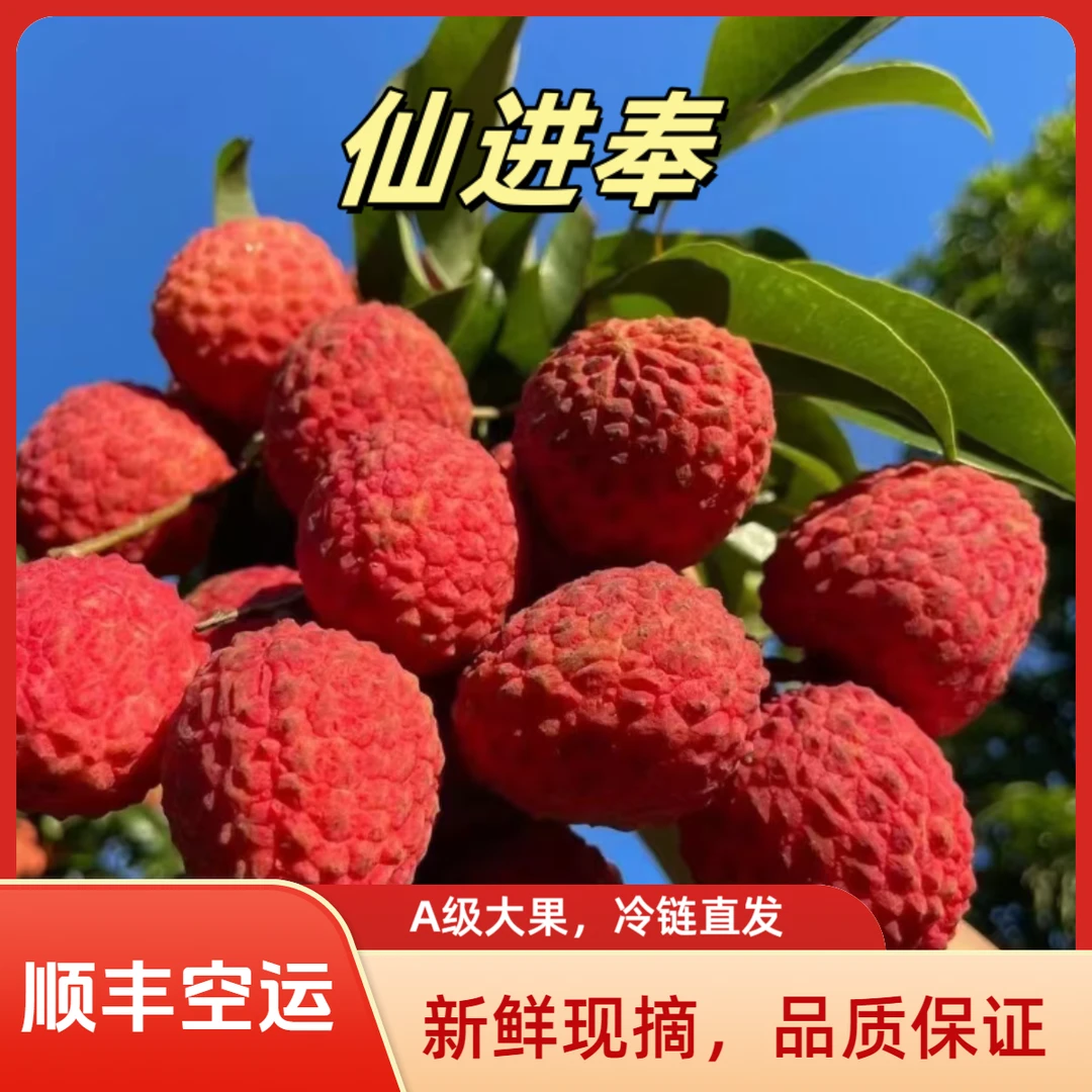 广东增城仙进奉果园现摘现发包甜荔枝冷链空运荔枝王后