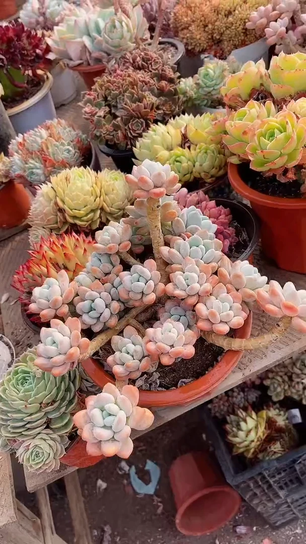 【闪购商品】14218