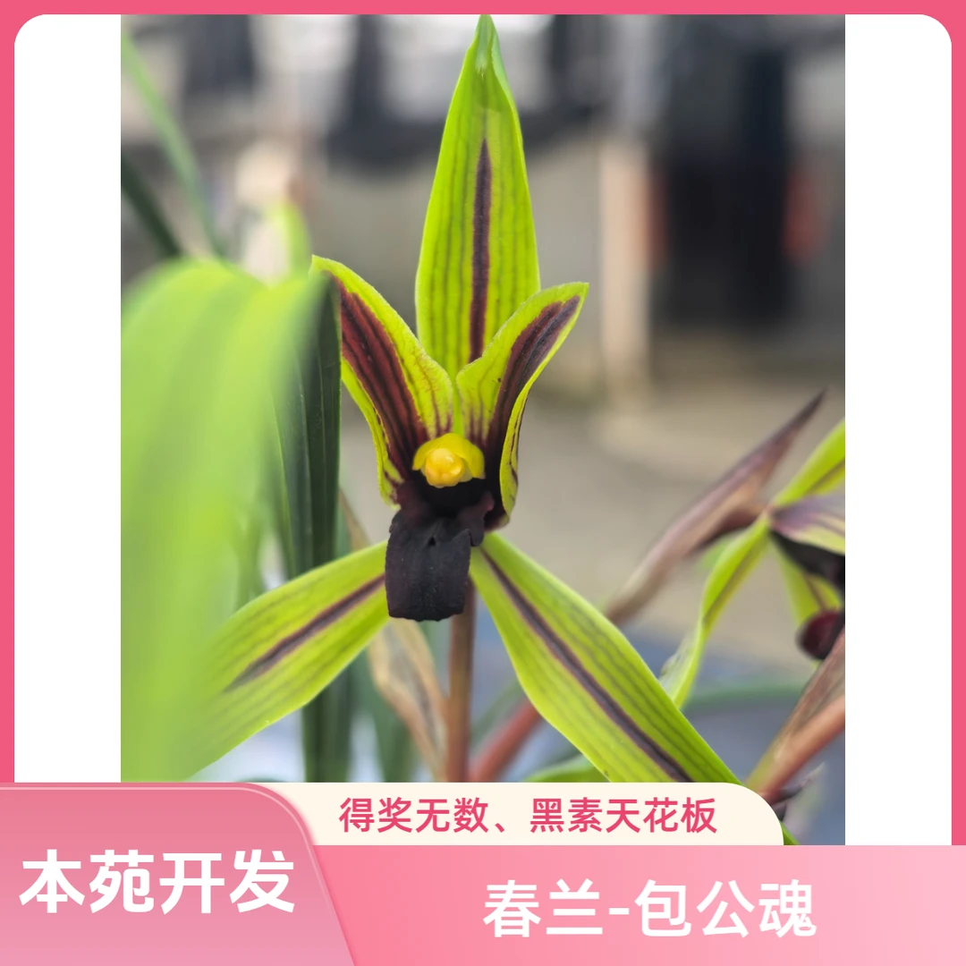 春兰养兰必入-包公魂龙头兰花1苗