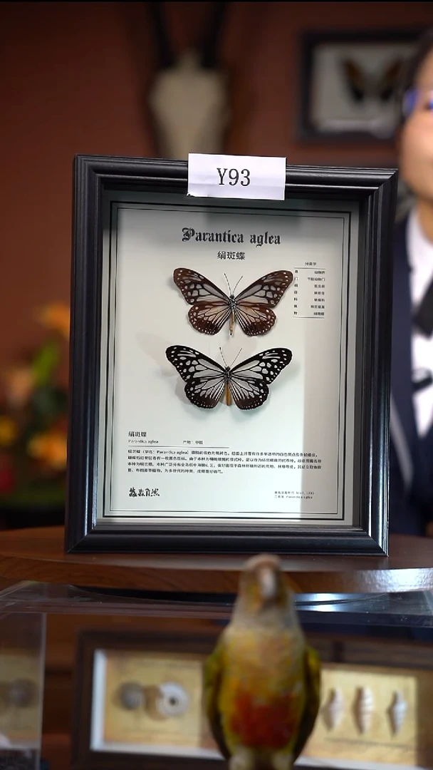 Y93        斑蝶组合