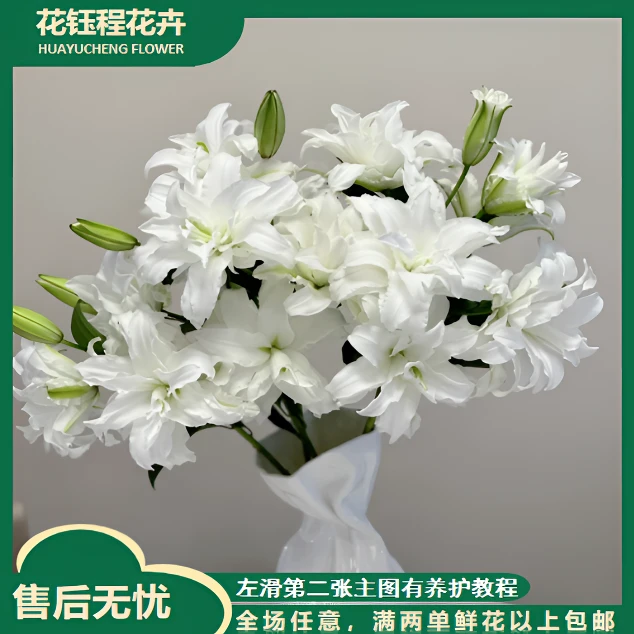 3头及以上安吉拉白天使重瓣百合  任意2单以上发货包邮鲜花直发