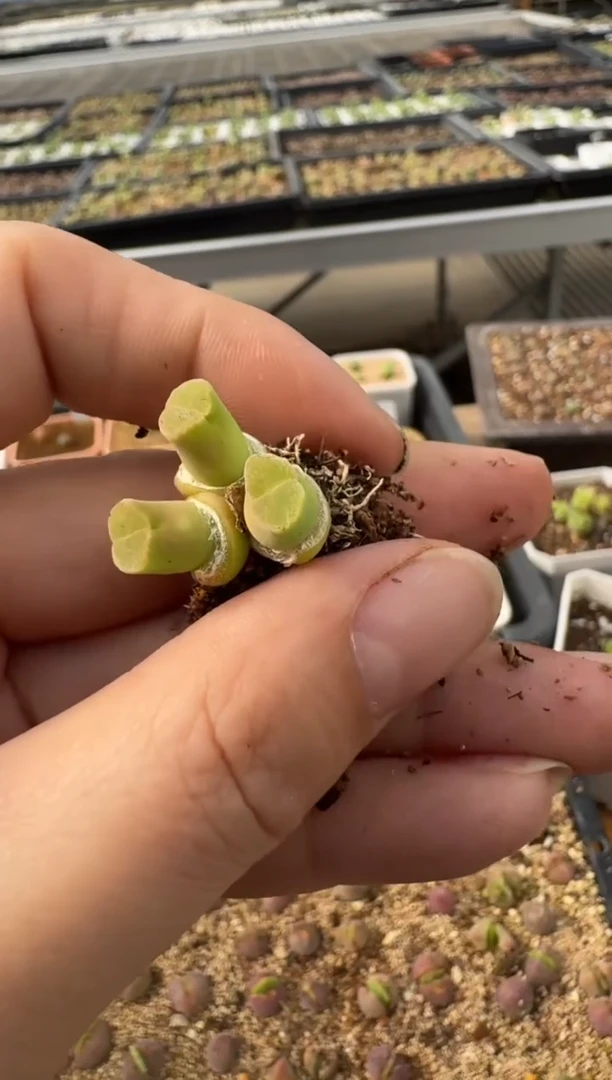 【闪购商品】2.5-64