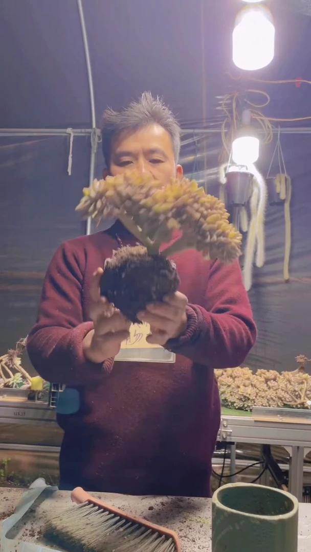 294淡雪缀化一物一拍