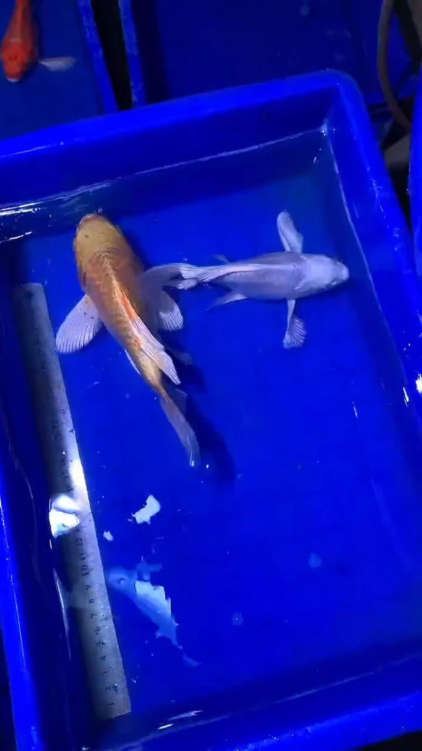 蝴蝶鲤鱼蝴蝶鲤直播选鱼专用链接 凭开箱视频售后