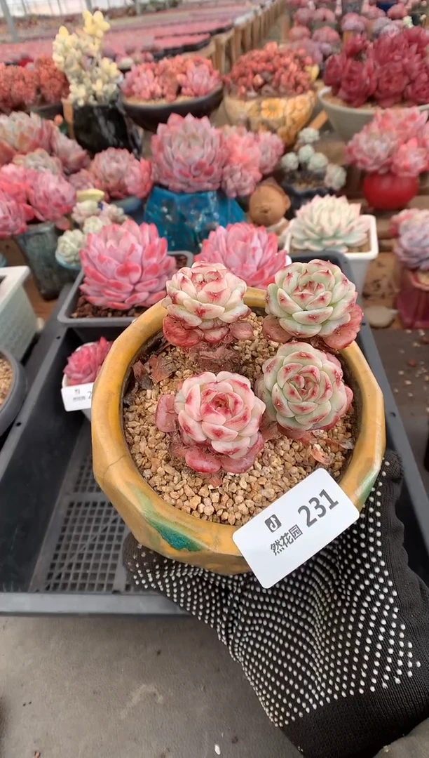 231天鹅绒多肉植物一物一拍