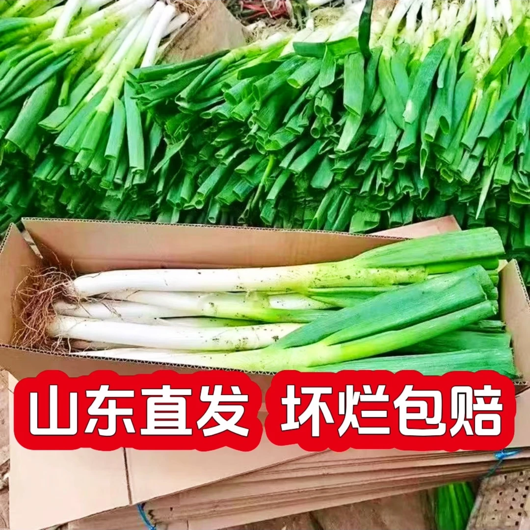 山东大葱精品山东铁杆大葱新鲜脆嫩甜脆蘸酱产地直发