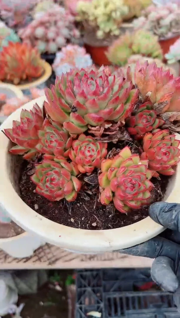 少*多肉植物一物一拍29096