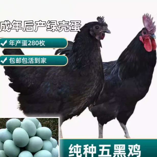 五黑鸡整鸡肉质鲜美多送 10 只补路损，到手50只超值购，
