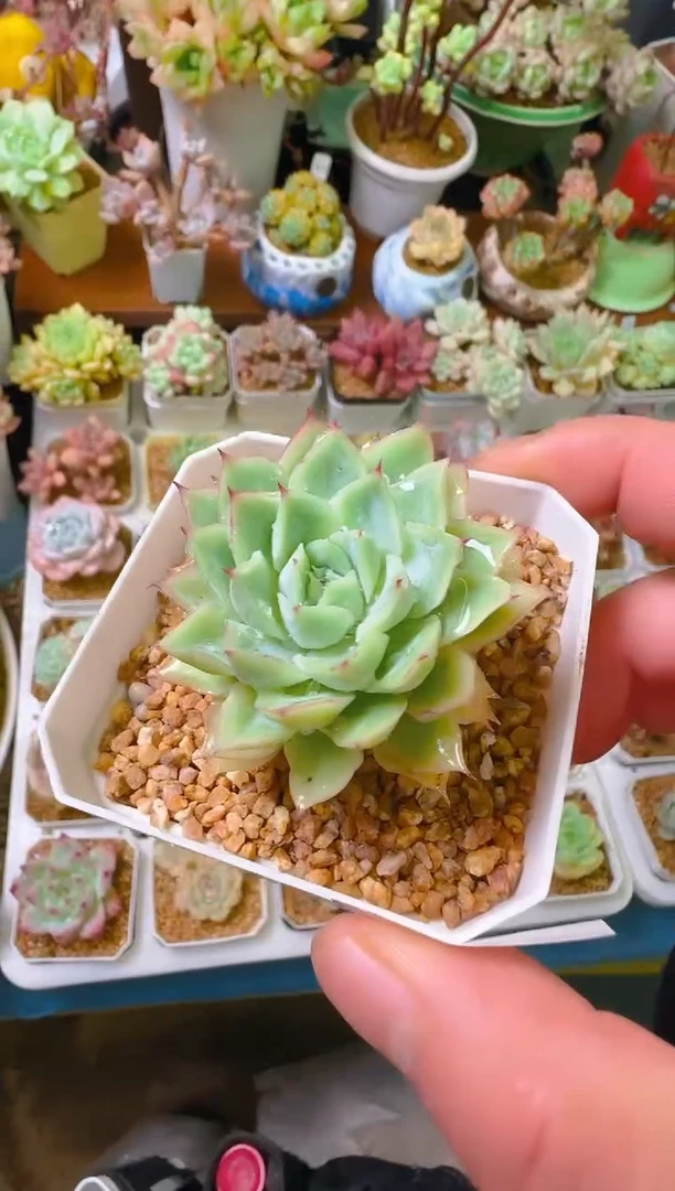 银—015—仙农（织月爪）