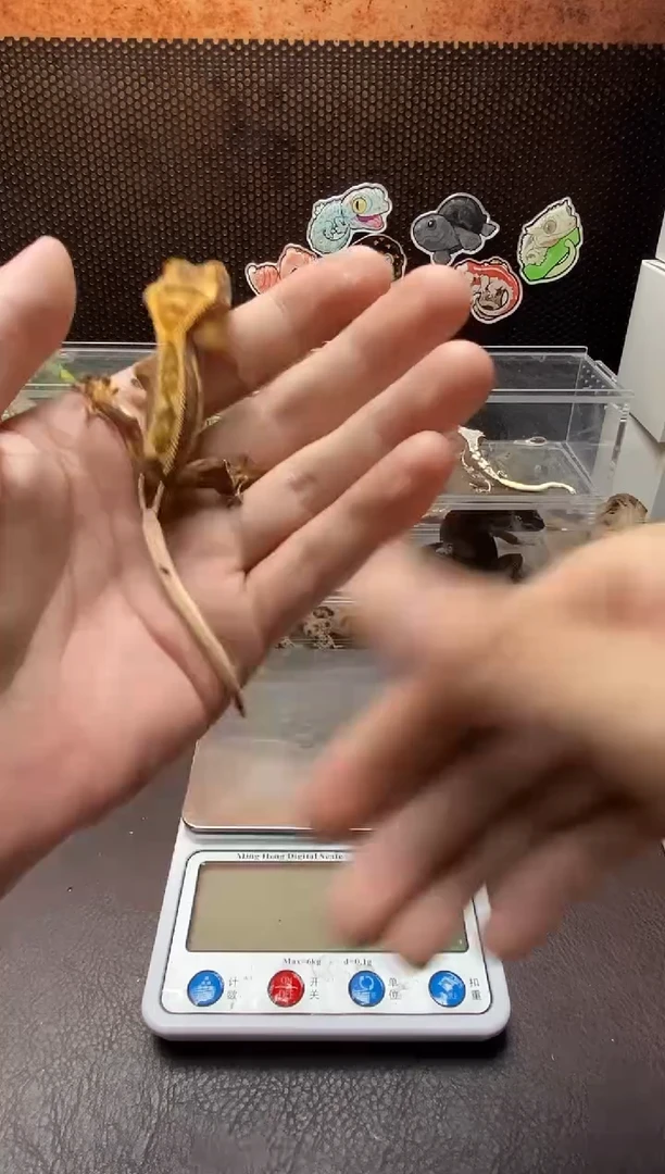 睫角守宫鳞与尾 Scale Tail 爬宠HJ11