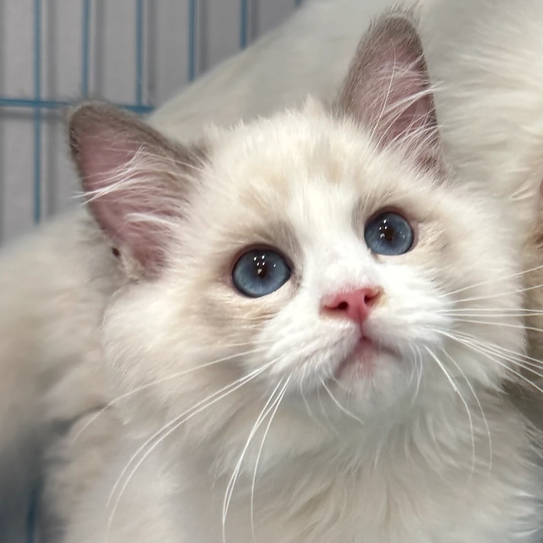 来了姊妹-蓝双布偶猫-弟弟-K04