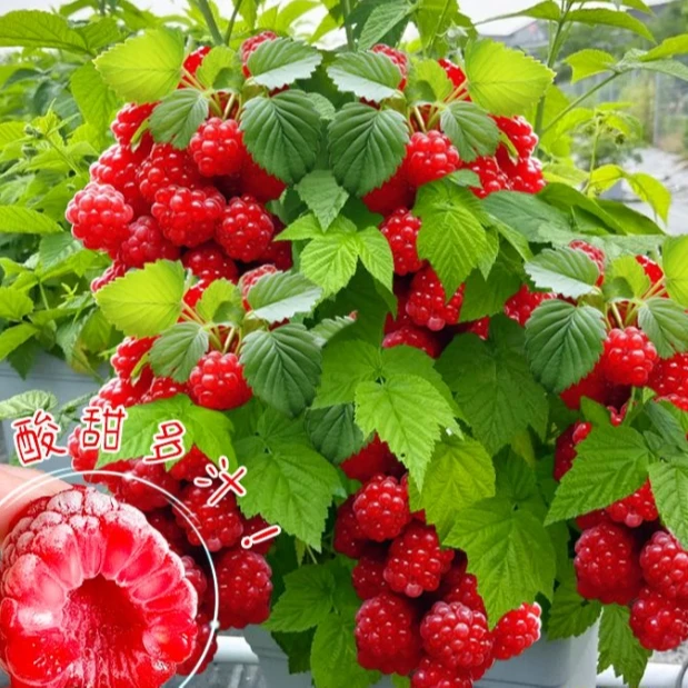 【正宗树莓苗】双季树莓阳台庭院盆栽地栽南方北方四季种植果树苗