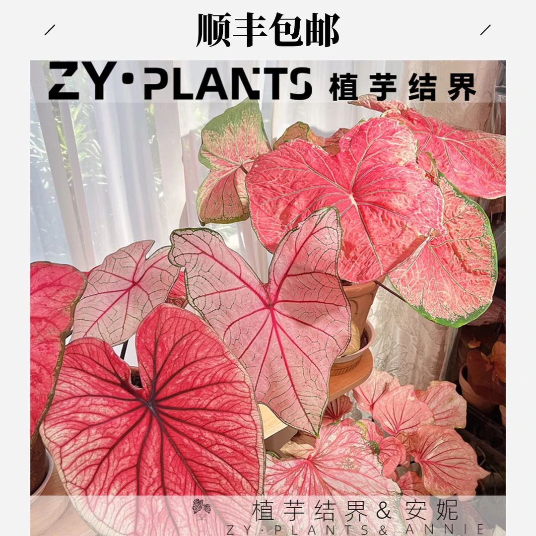 「植芋结界」安妮彩叶芋INS风客厅阳台进口观叶稀有透粉色植物盆栽