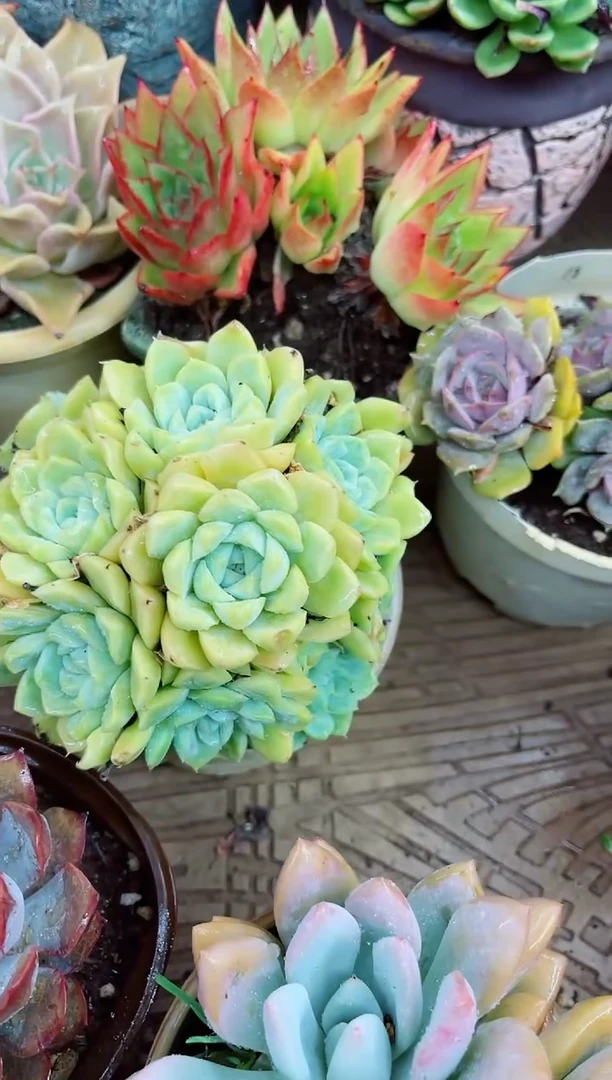 水27054多肉植物一物一拍