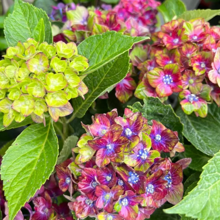 植选 绣球-魔幻城堡 盆栽