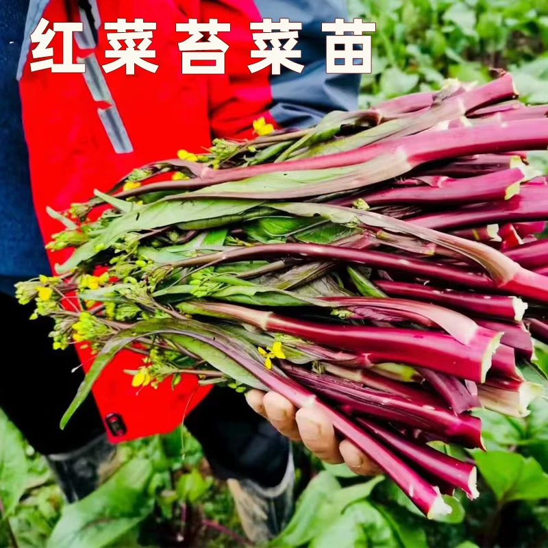 武汉洪山红菜苔苗软糯脆嫩不苦 耐寒秋冬菜 根系发达苗情好