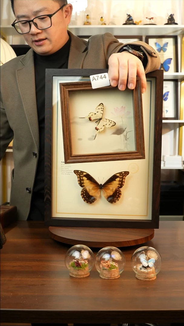 丝带凤蝶（6寸方黑色新款框）A744