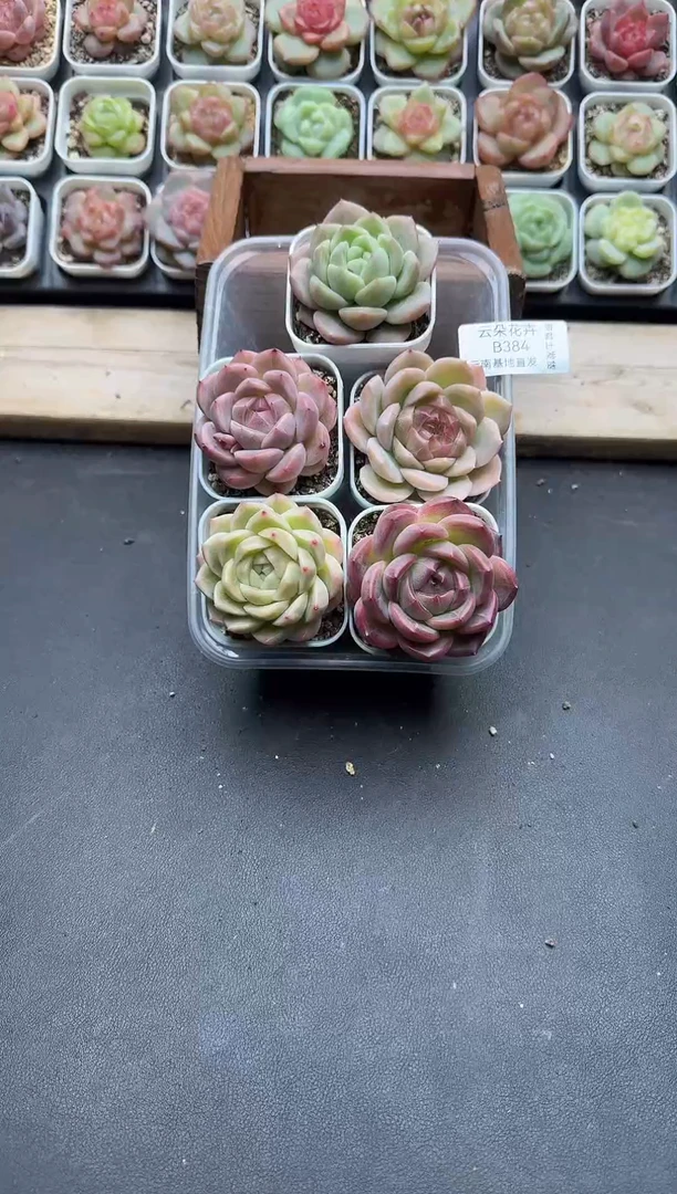 珍妮杂交多肉B384