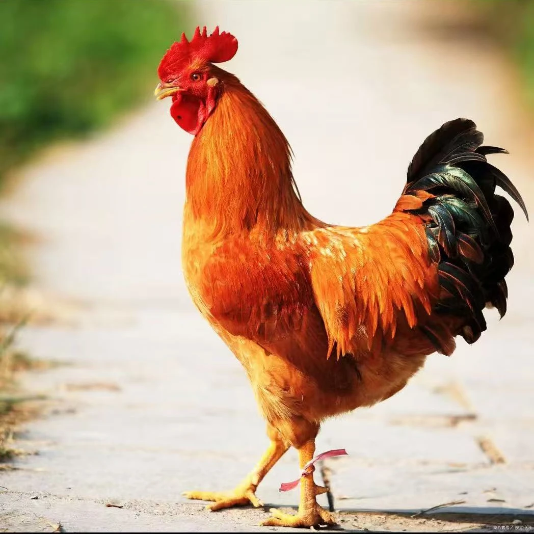 现杀散养土公鸡买4送1共5只毛重20-22斤净重10-11斤