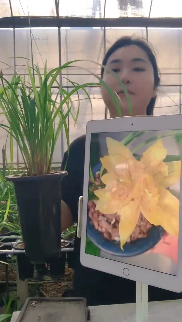 当前无花朵，栽培后可花朵小*的送春奇花