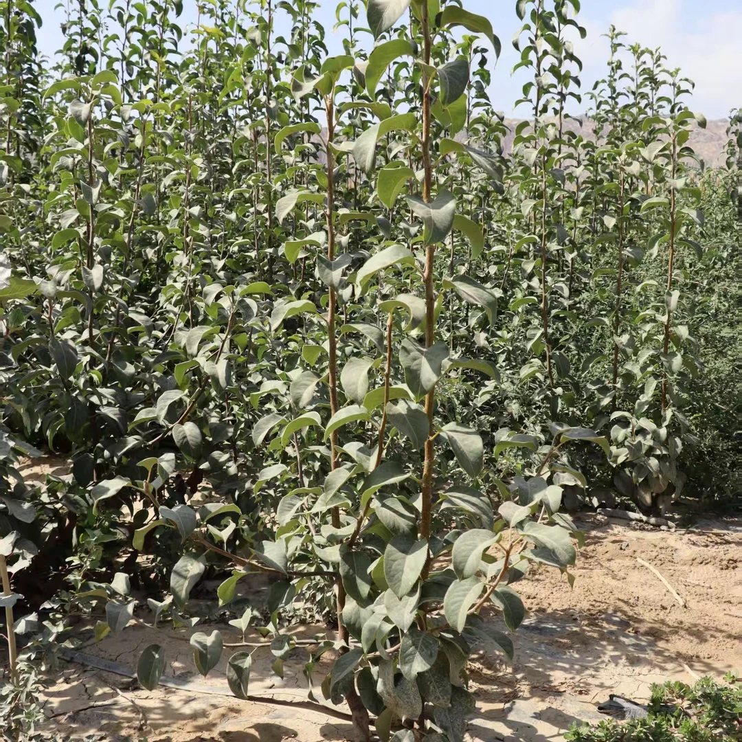 新疆库尔勒香梨树苗 根部沾浆保湿处理发货