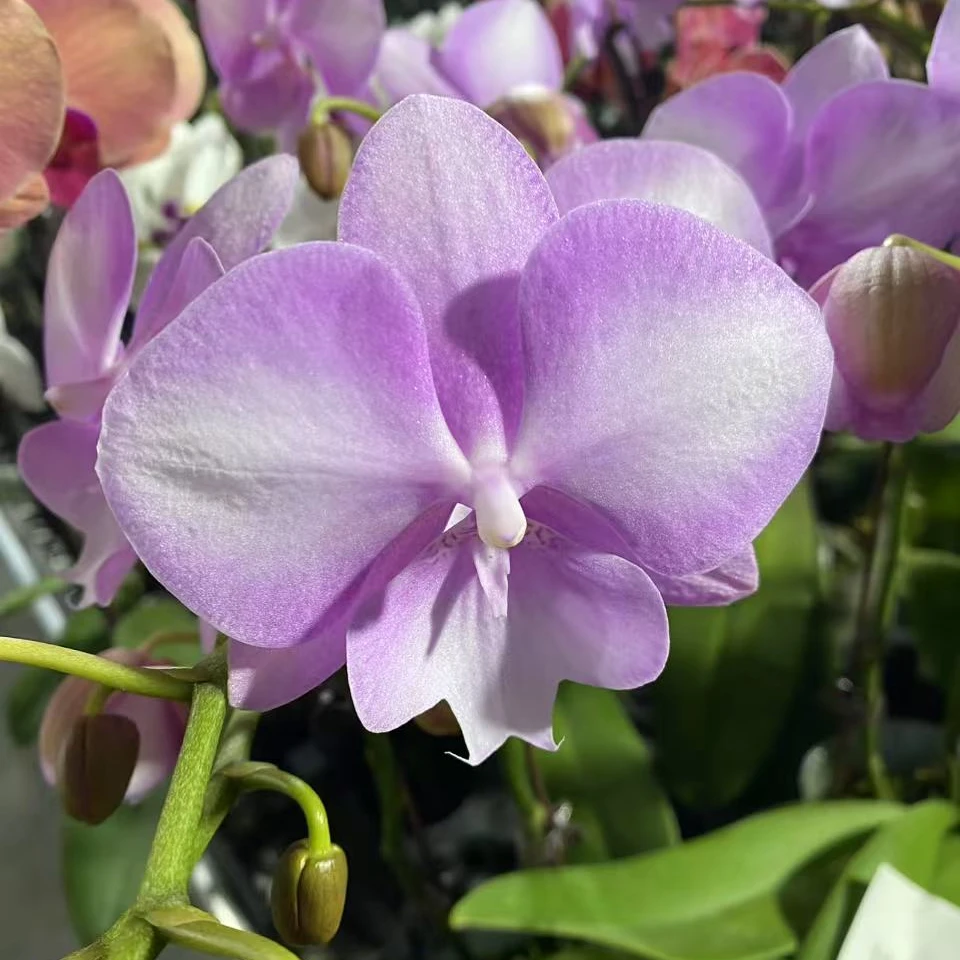 辣椒哥推荐欧品《骑士》蝴蝶兰网红款办公室室内盆栽