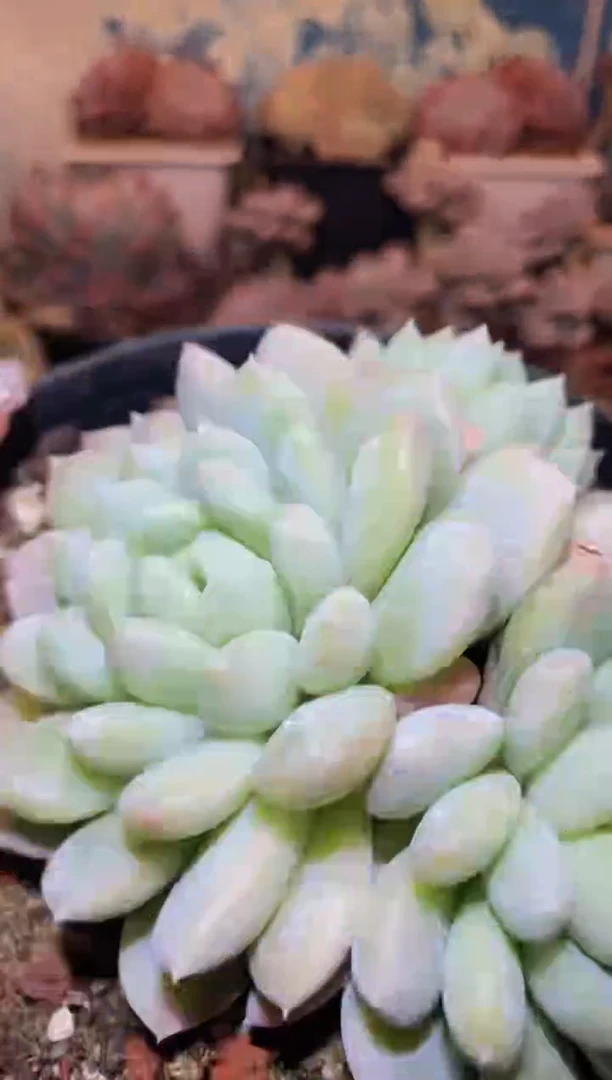 【闪购商品】157绵绵冰