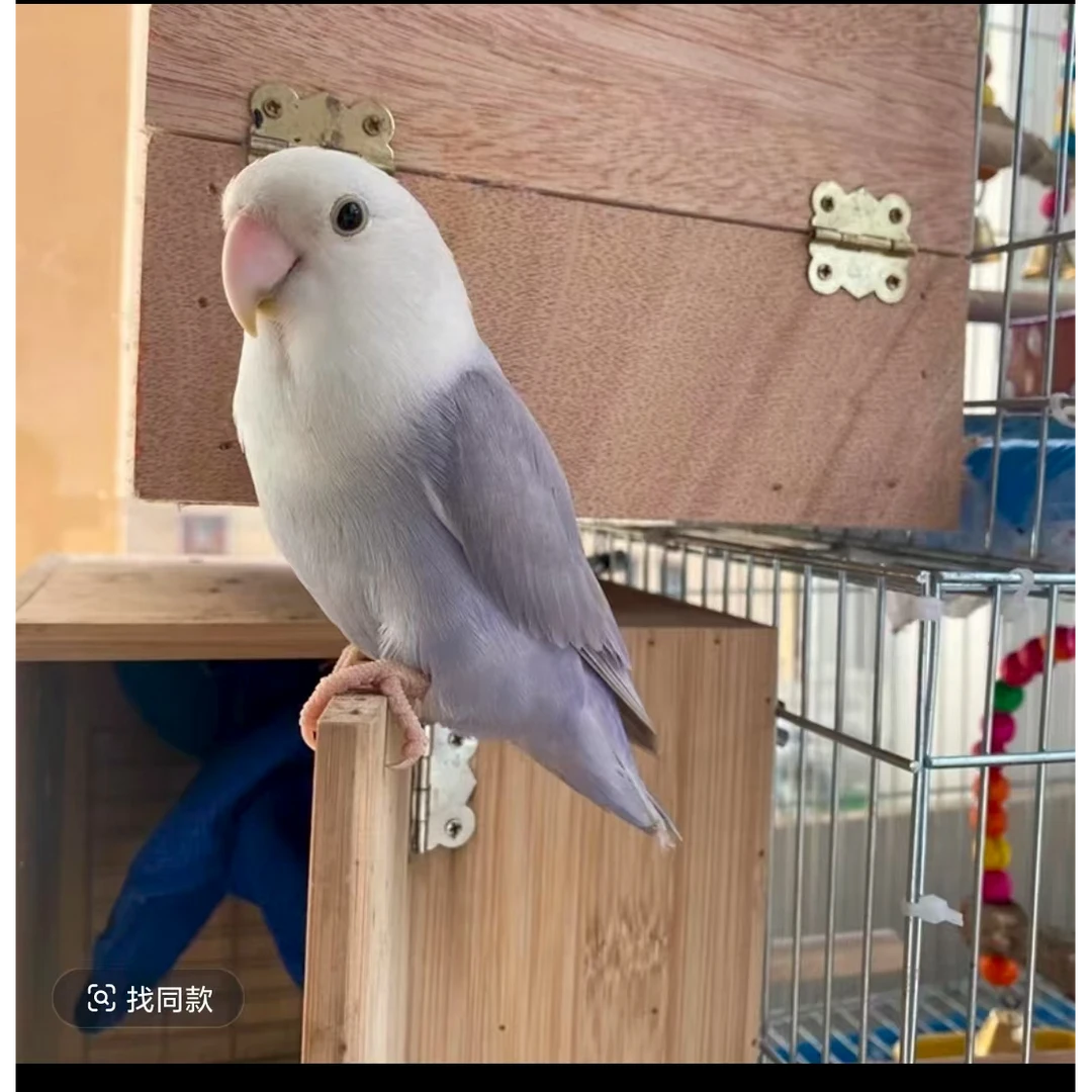 牡丹鹦鹉活体观赏鸟可学舌互动适合家庭饲养独立会吃
