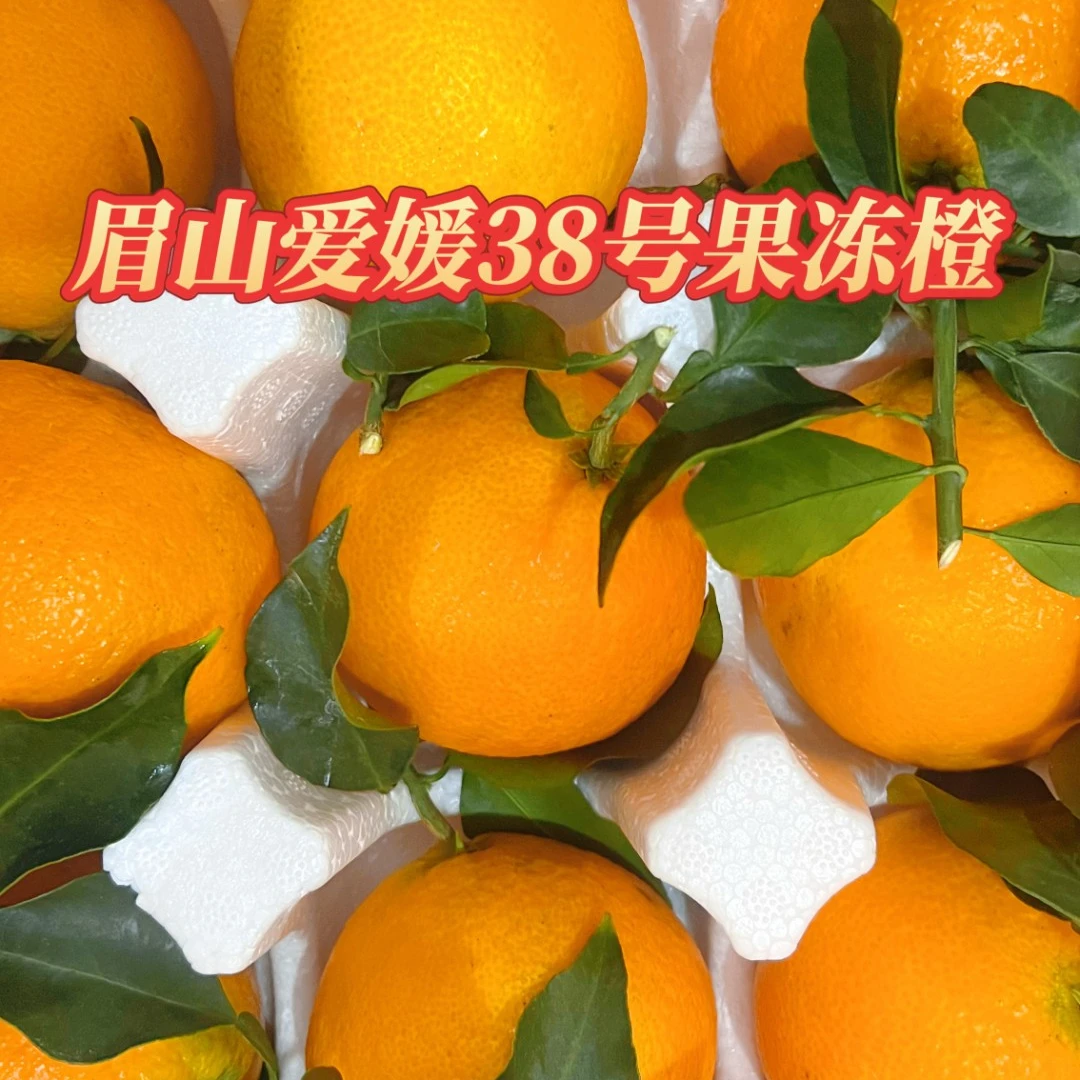 正宗四川眉山爱媛38号果冻橙子