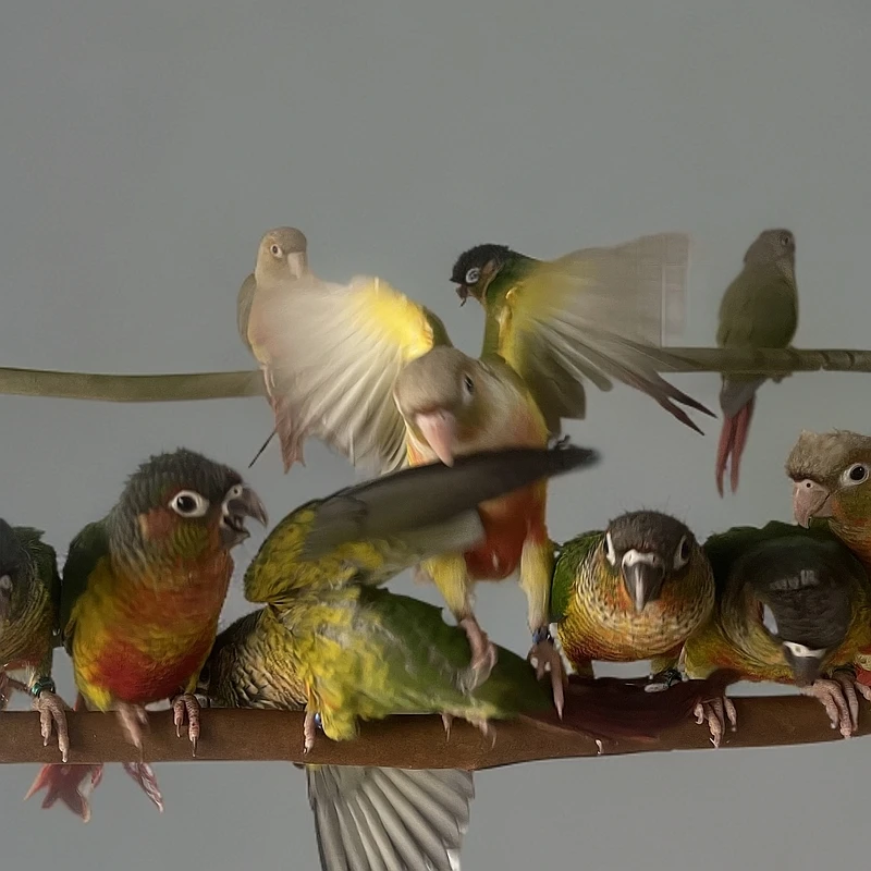 翼鸿 手养活体鹦鹉 一物一拍（直播链接）