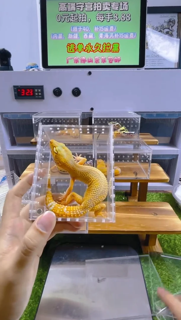 豹纹守宫豹纹肥尾苗子亚成成体