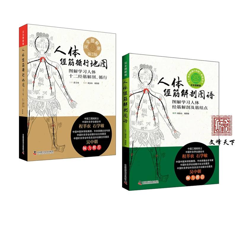 人体经筋循行地图+人体经筋解剖图谱：图解学习人体经筋解剖及筋