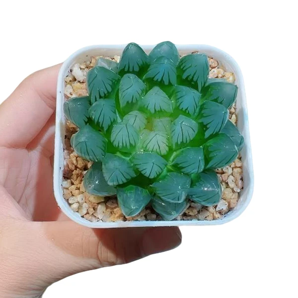 稀有精品黑姬玉露多肉植物盆栽