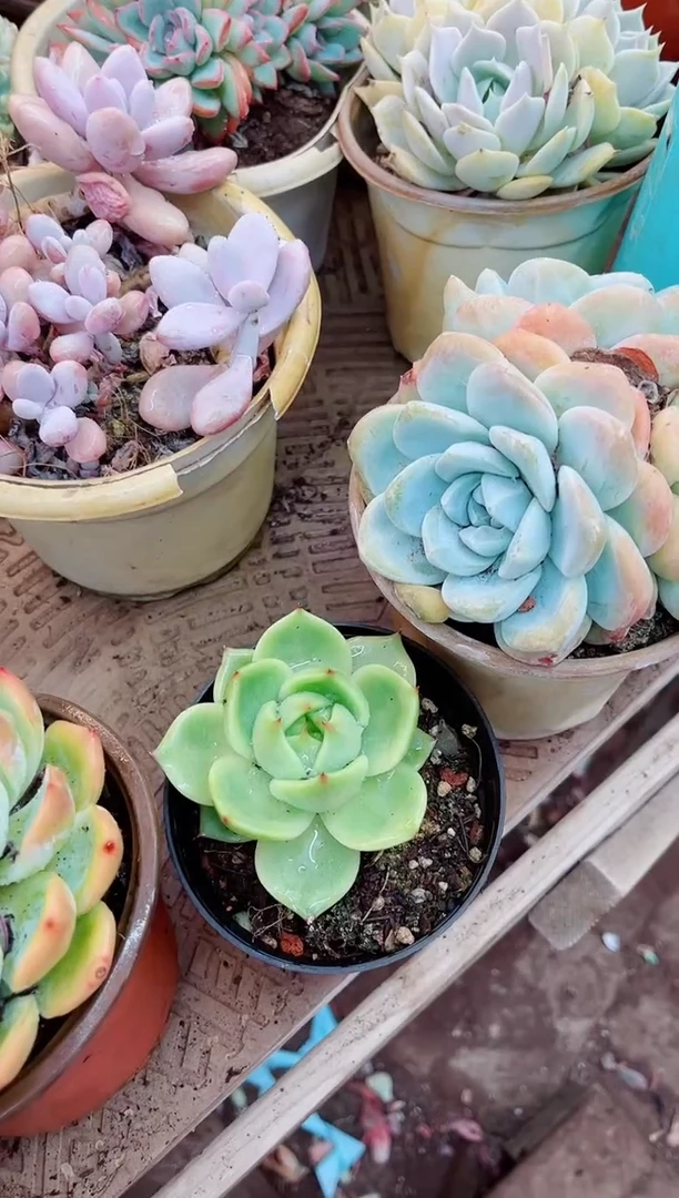 05061多肉植物一物一拍