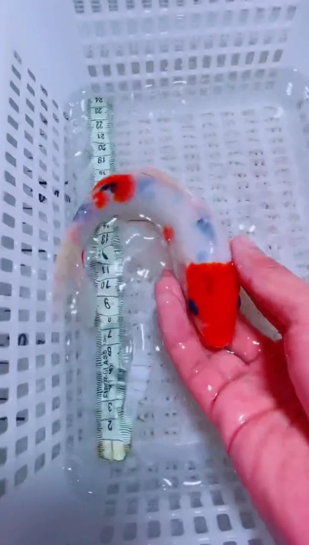 锦鲤锦鲤一物一拍包邮21