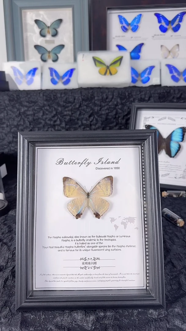 天然蝴蝶标本收藏