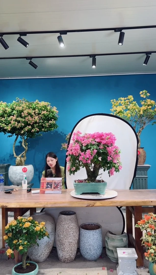 全部花朵胭脂红三角梅