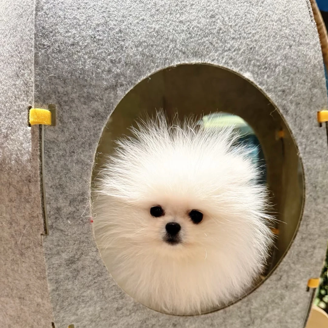 【小蔡同志家】茶杯犬博美 活体狗狗