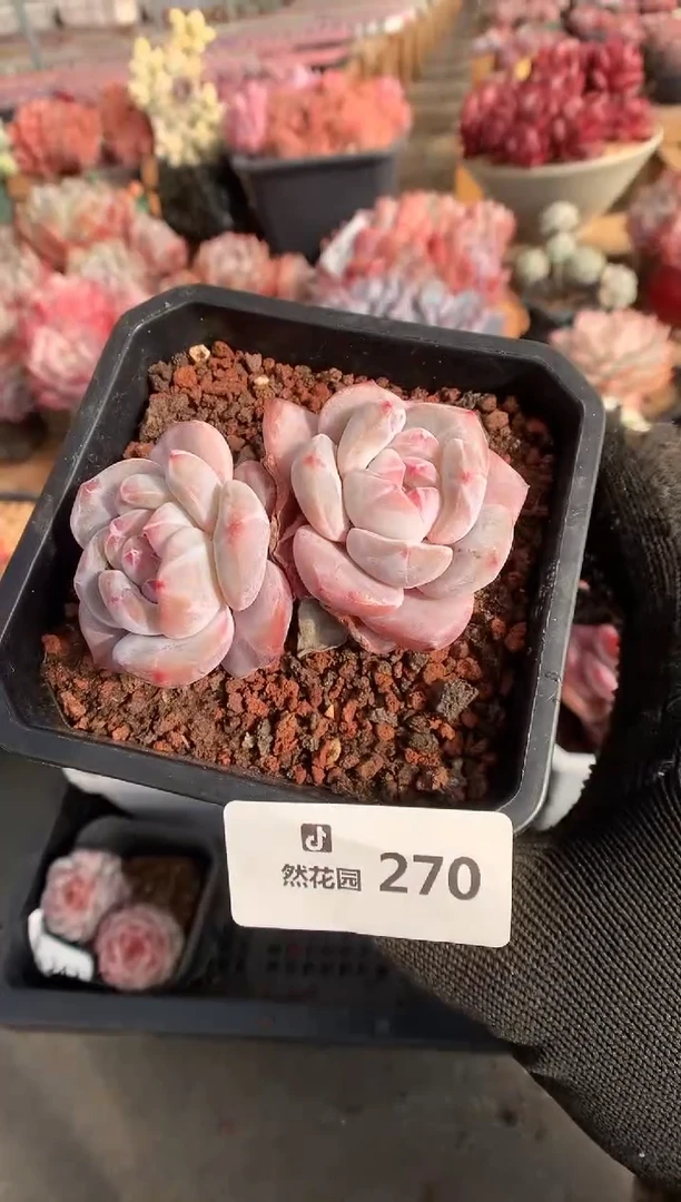270星影多肉植物一物一拍