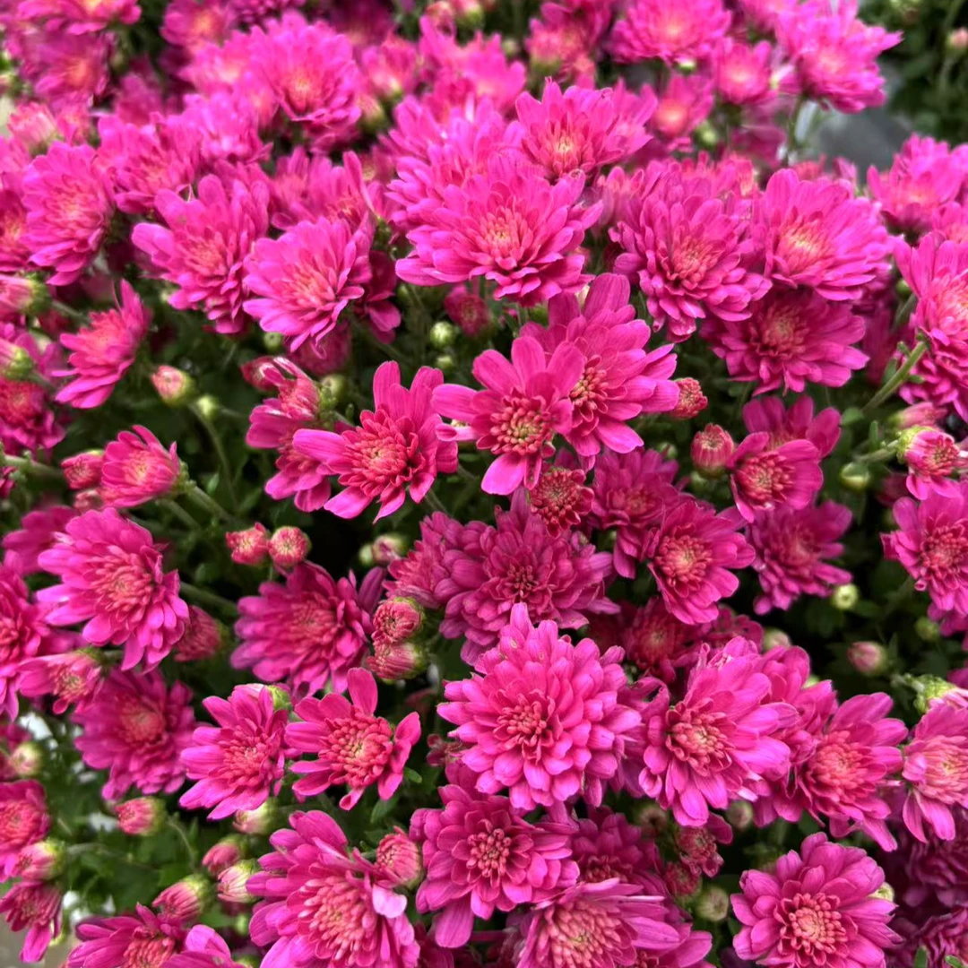 新品 绚秋胭脂1加仑 千头菊 多季节开花 花量大易包盆 新手易养护