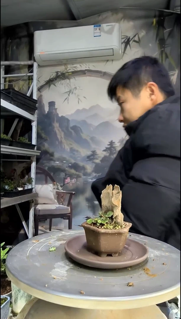 ༺***࿐中青园艺一物一拍119