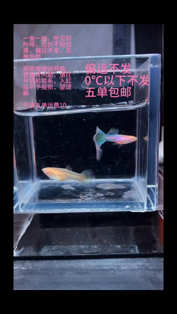 孔雀鱼孔雀鱼 02
