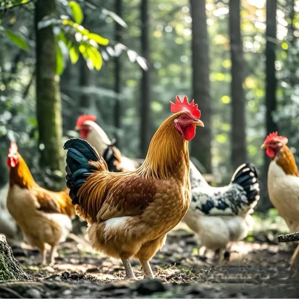 【年货】正宗黄山跑山鸡礼盒
