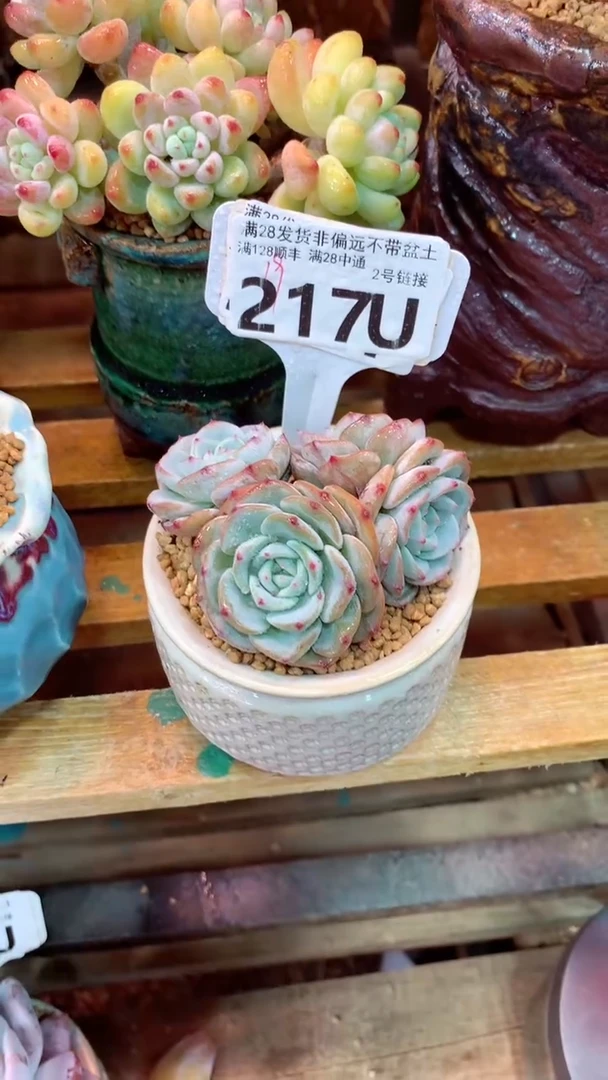 217U(一物一拍实付满28发货，默认不带盆土）