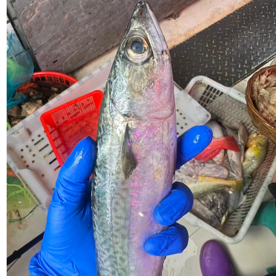 新鲜青占鱼【沭阳小老鱼】