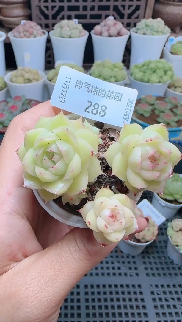 1112-288（群生不包整）